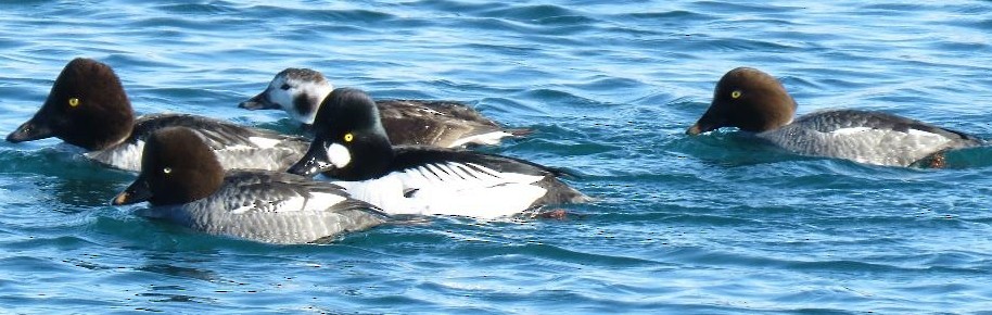 Common/Barrow's Goldeneye - ML139397581