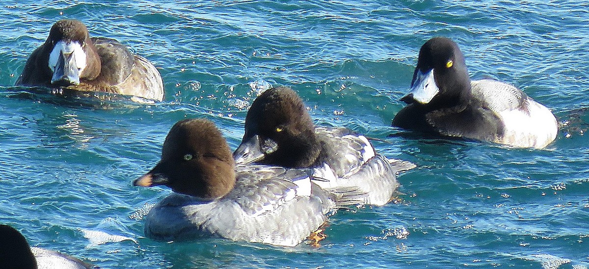 Common/Barrow's Goldeneye - karen bonnell