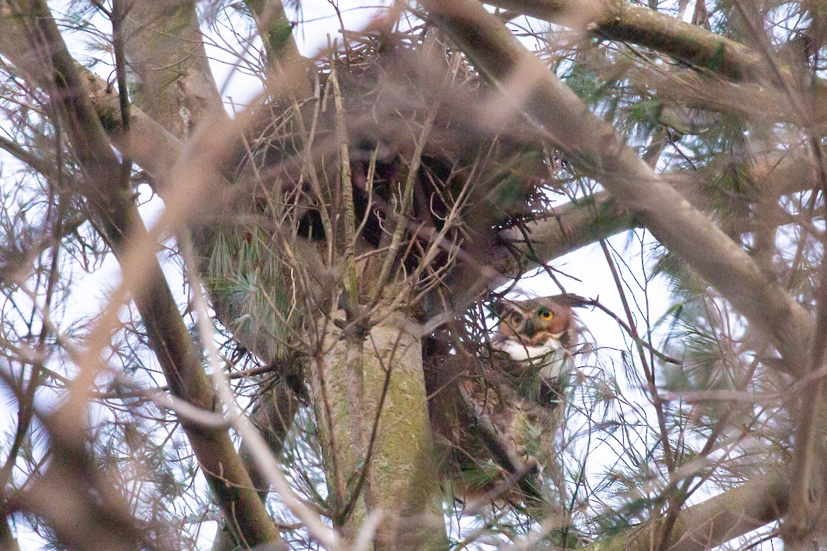 Great Horned Owl - Preston Lust