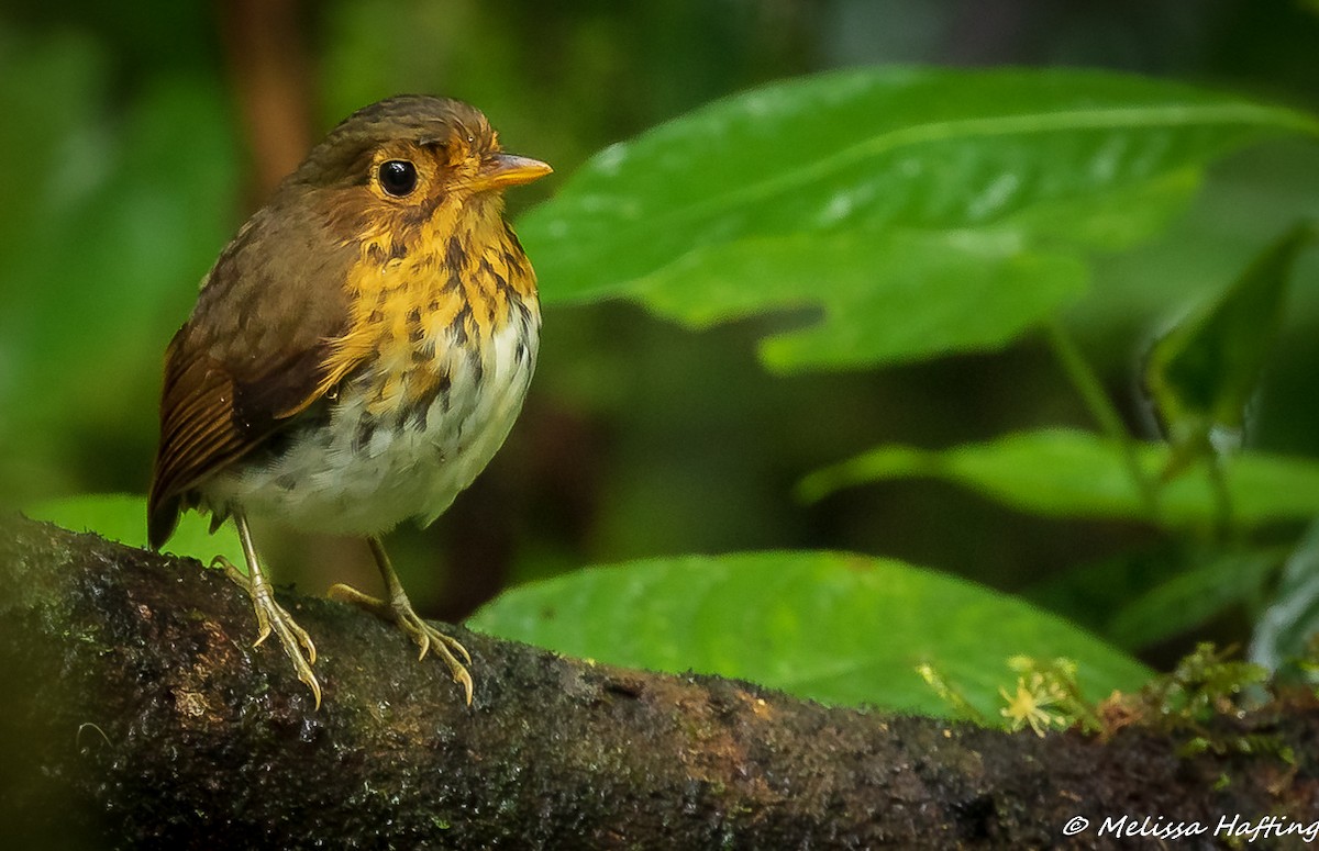 Ochre-breasted Antpitta - Melissa Hafting