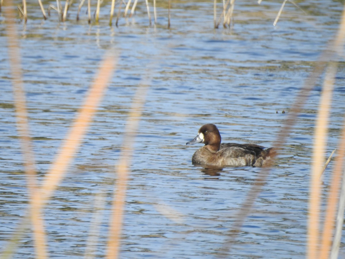 Greater Scaup - ML139399081