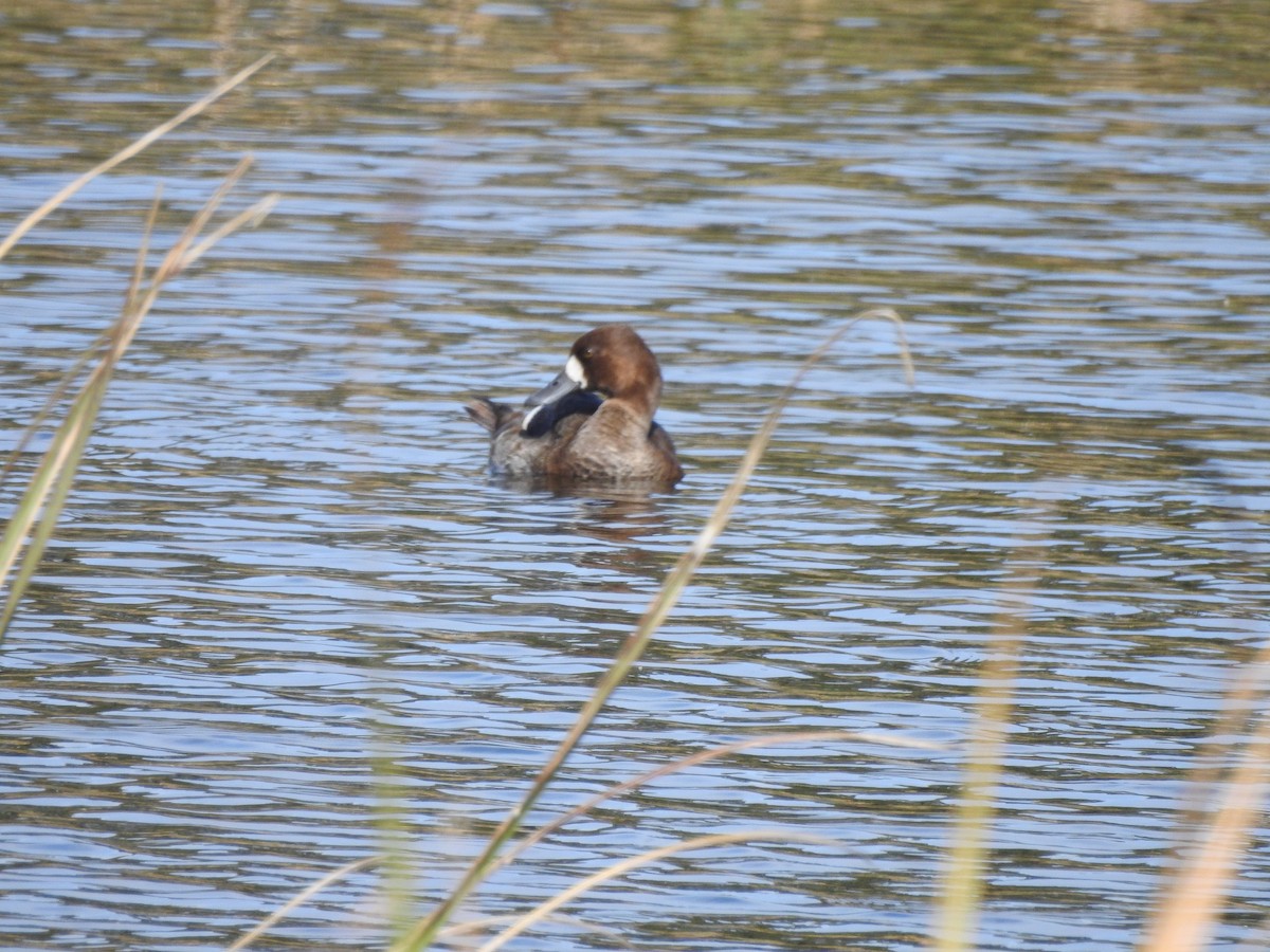 Greater Scaup - ML139399121
