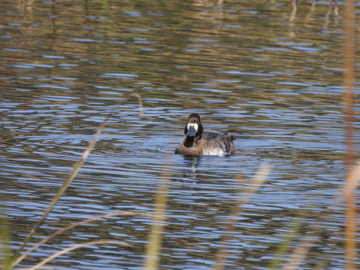 Greater Scaup - ML139399131