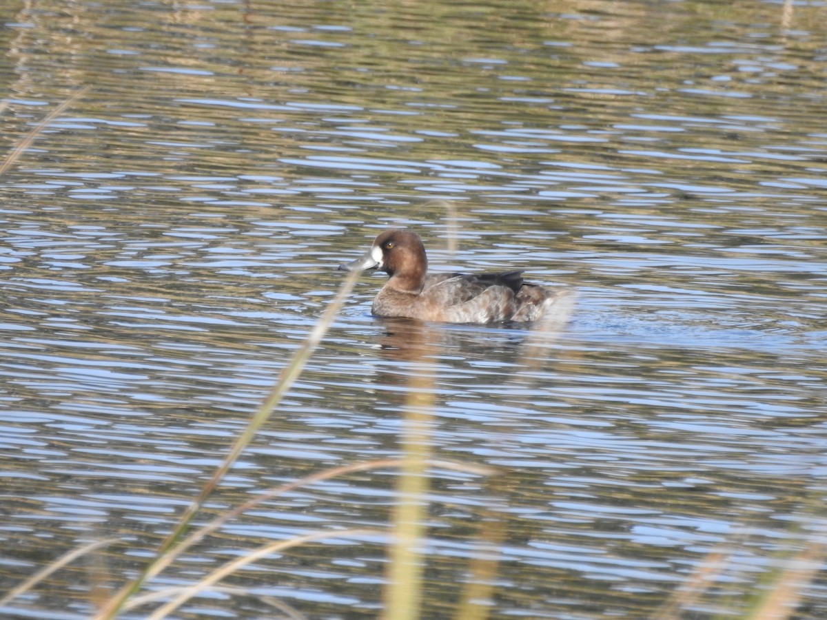 Greater Scaup - ML139399181