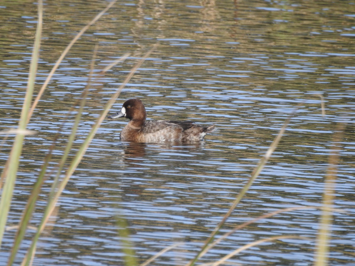 Greater Scaup - ML139399331