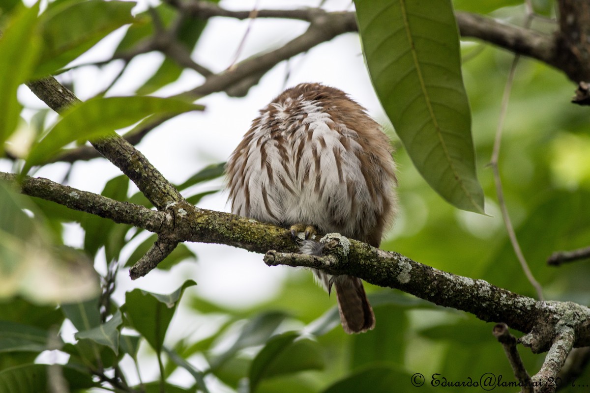 Ferruginous Pygmy-Owl - ML139402301