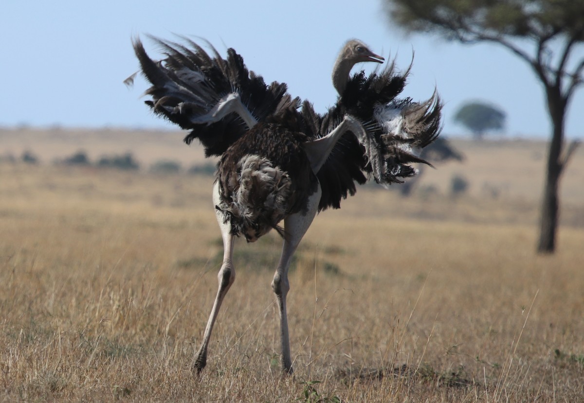 Common Ostrich - Jason Fidorra