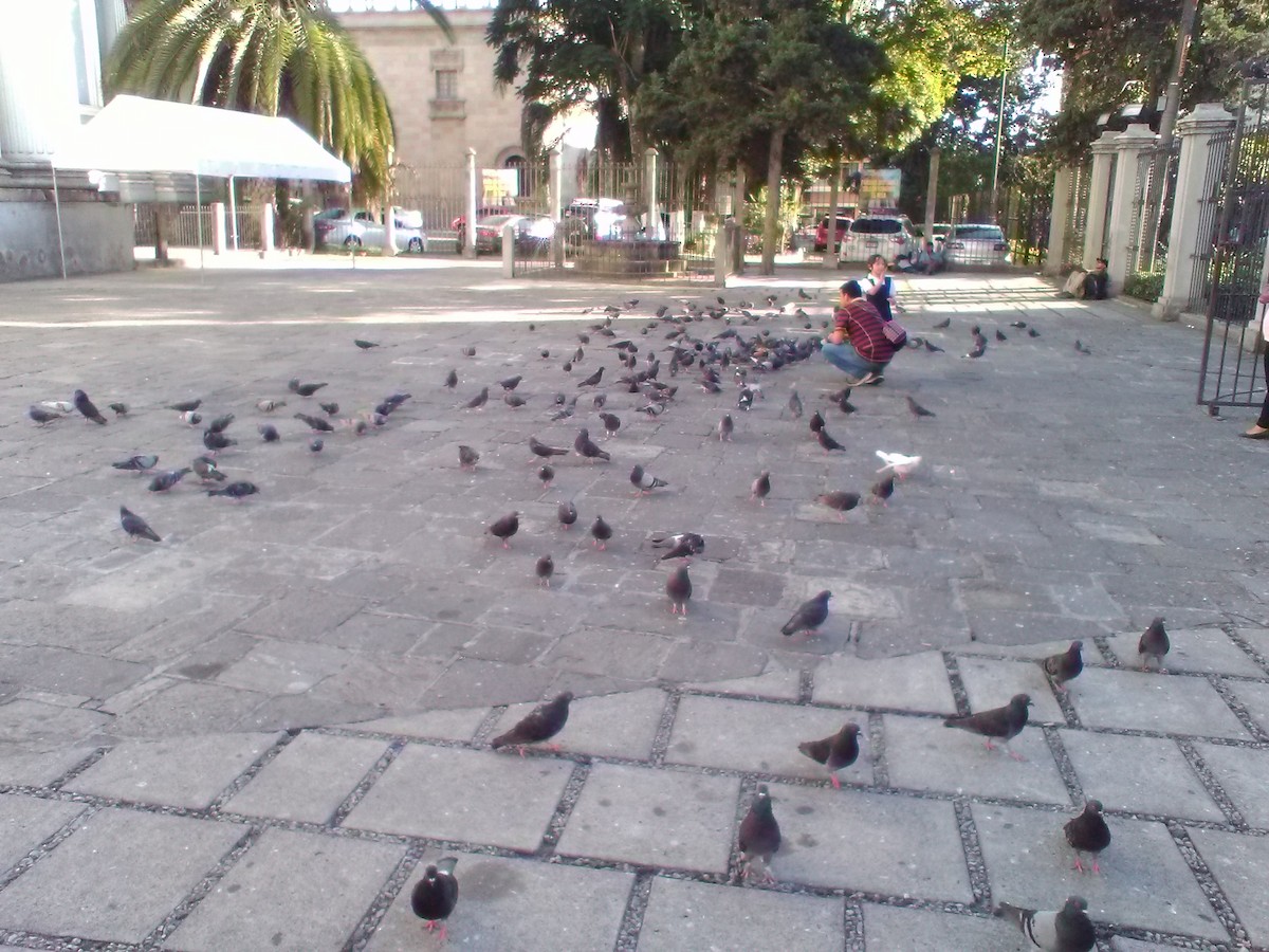 Rock Pigeon (Feral Pigeon) - ML139404401