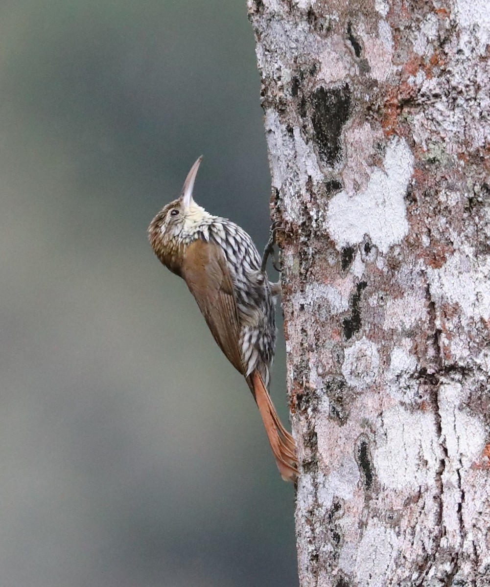 Scaled Woodcreeper - ML139404411