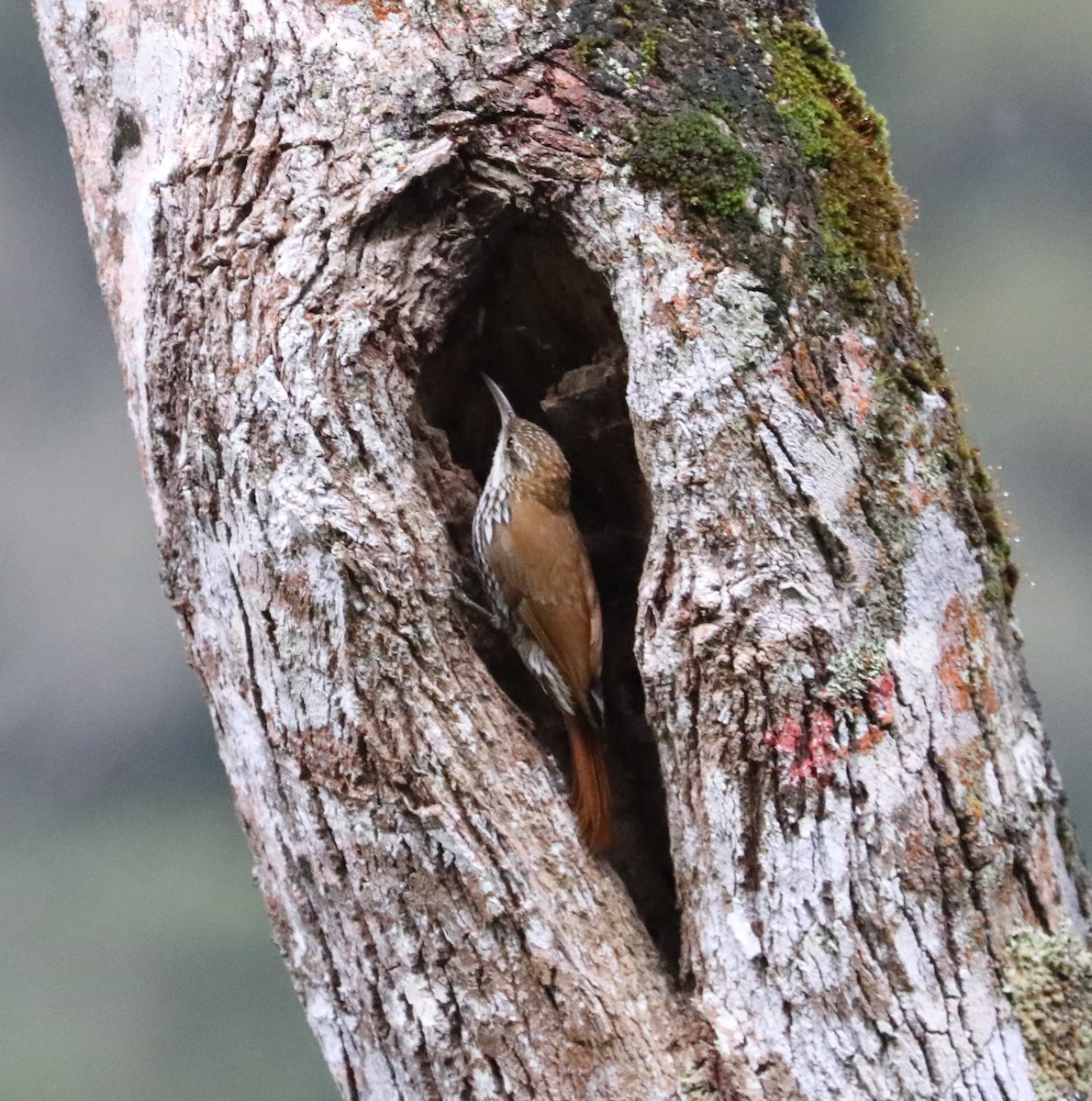 Scaled Woodcreeper - ML139404431