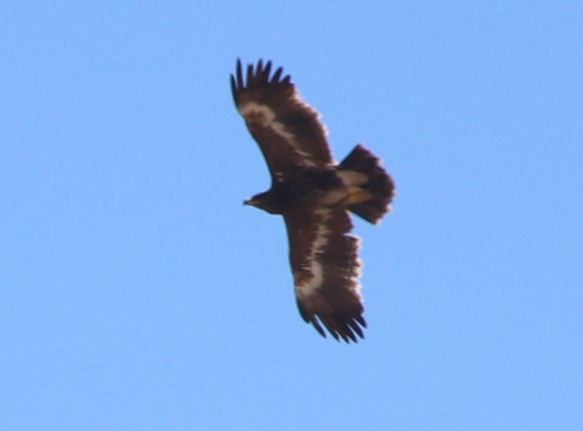 Steppe Eagle - ML139405431