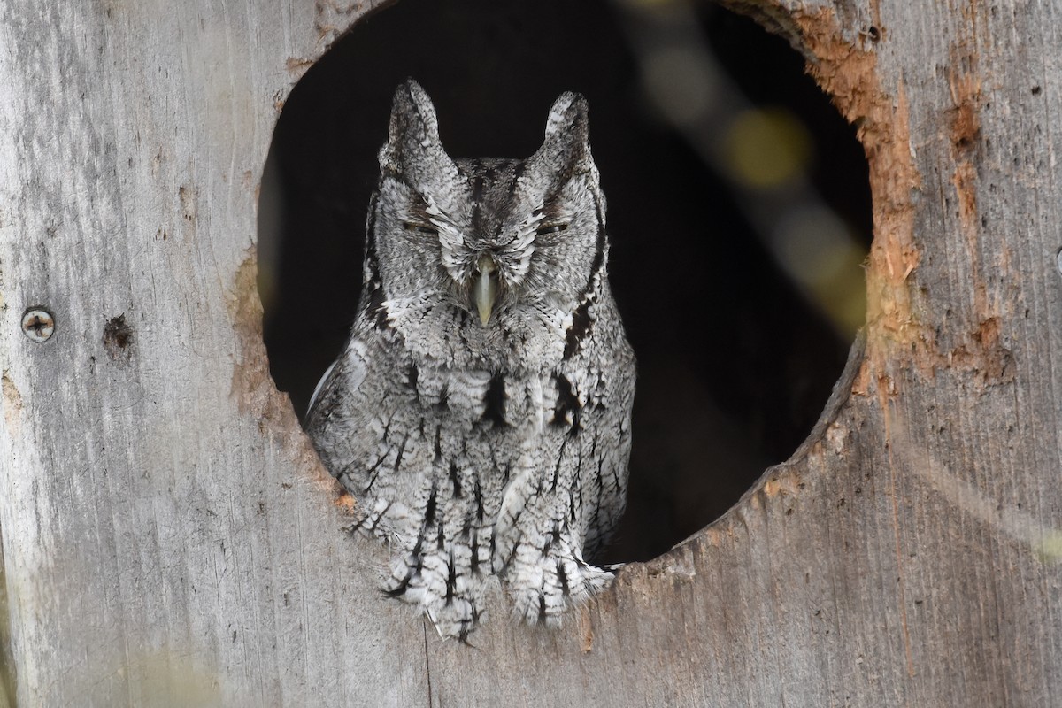 Eastern Screech-Owl - Janet Rathjen