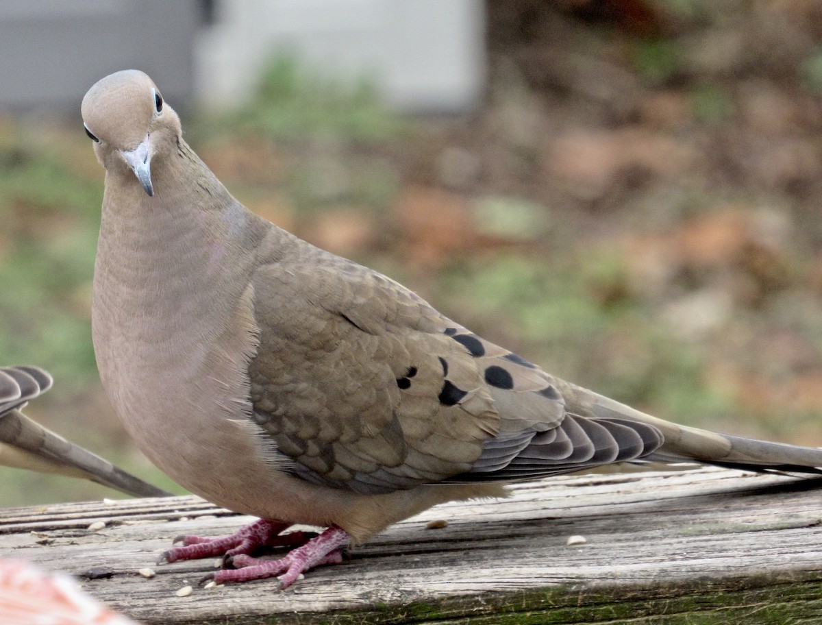 Mourning Dove - ML139406241