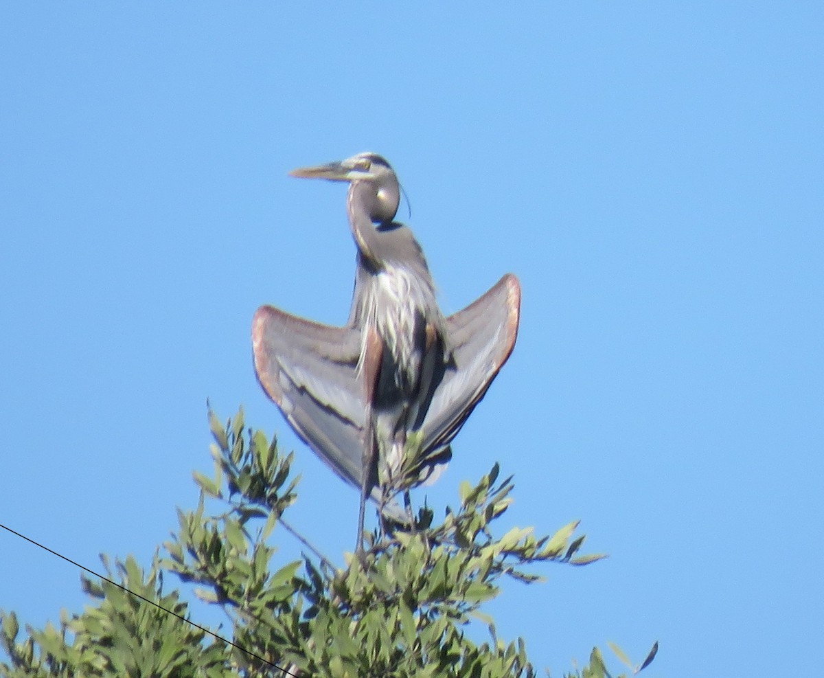 Great Blue Heron - ML139407491