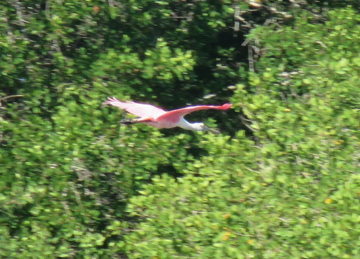 Roseate Spoonbill - ML139407681