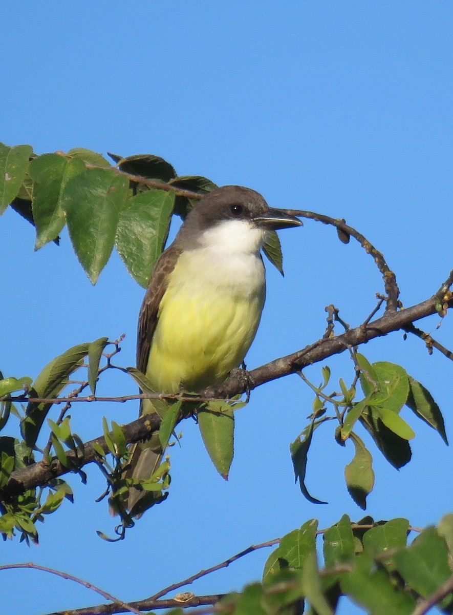 Dickschnabel-Königstyrann - ML139407911