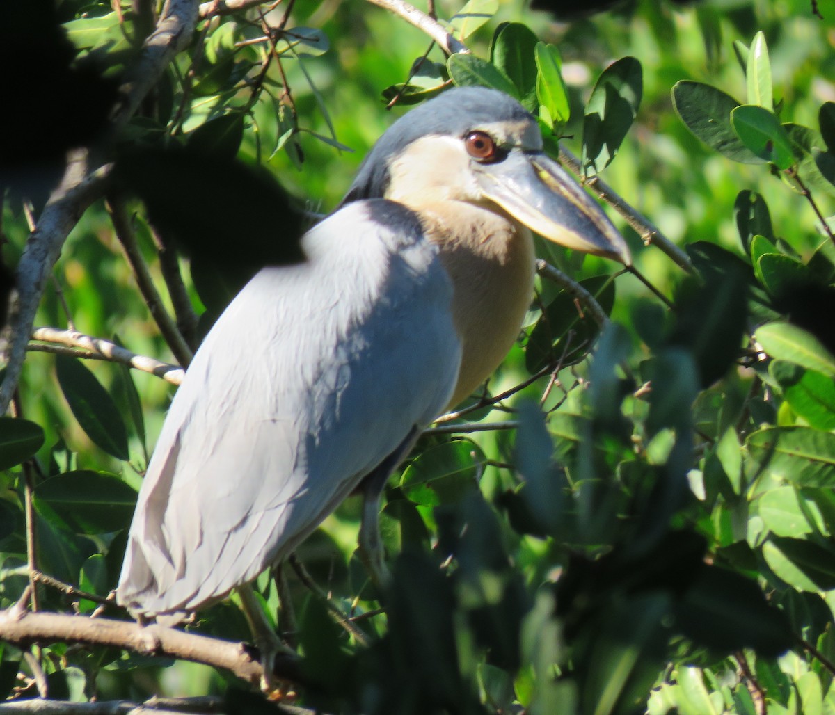 Boat-billed Heron - Robin Gurule