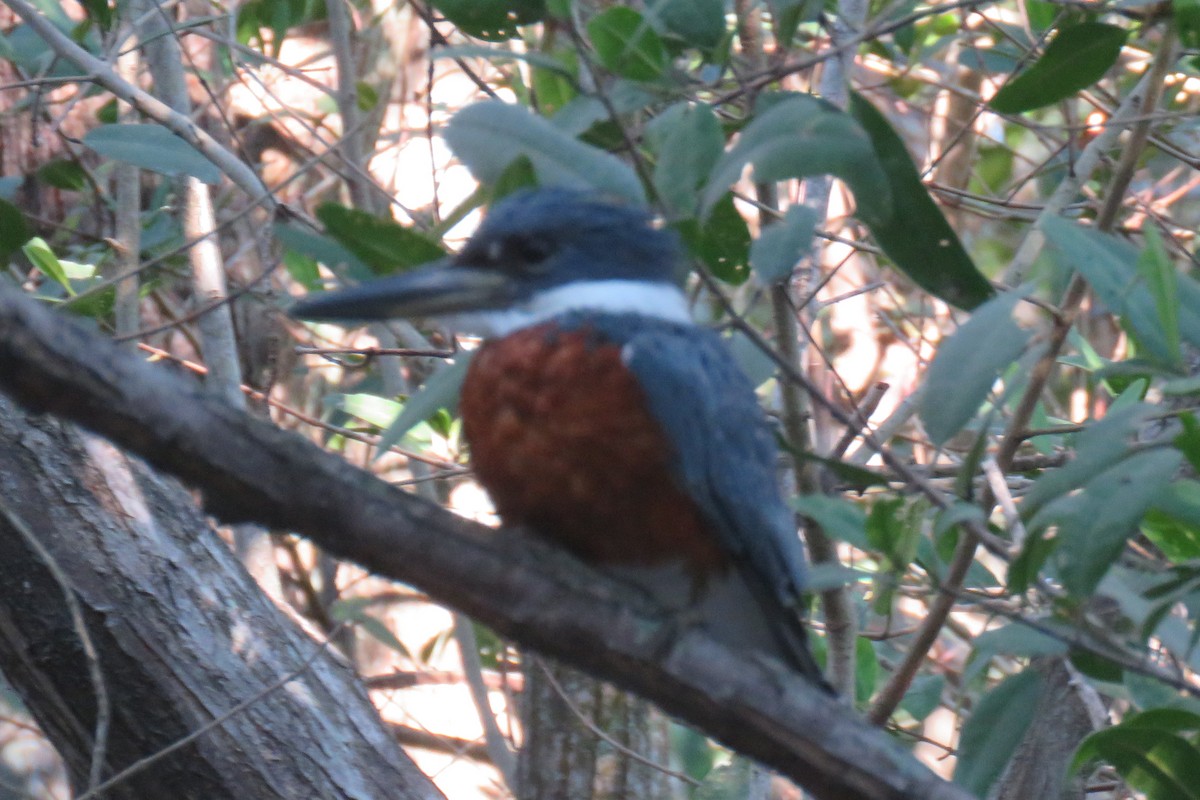 Ringed Kingfisher - ML139407981