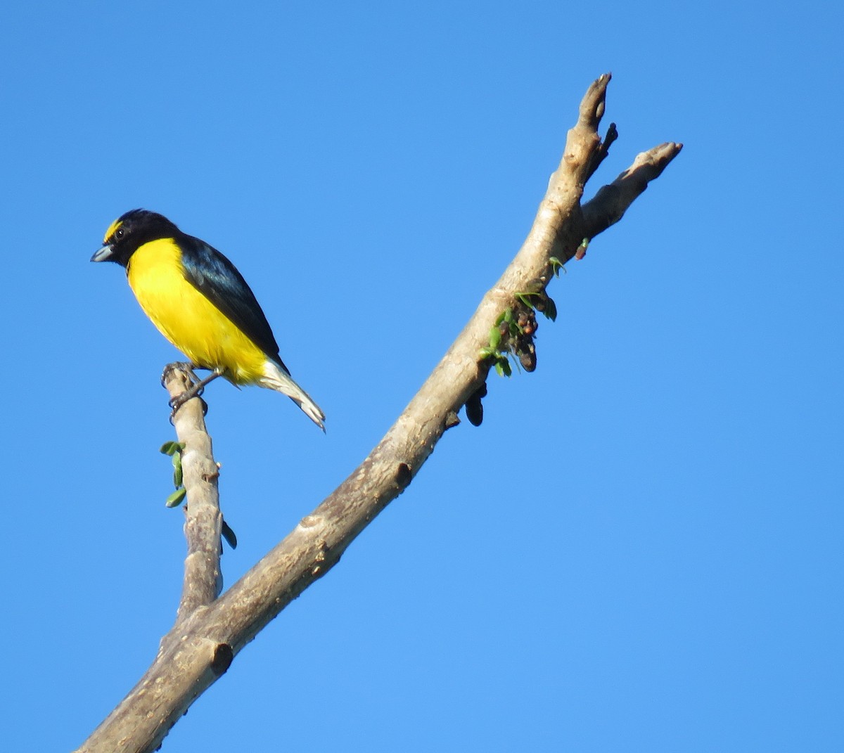 West Mexican Euphonia - Robin Gurule