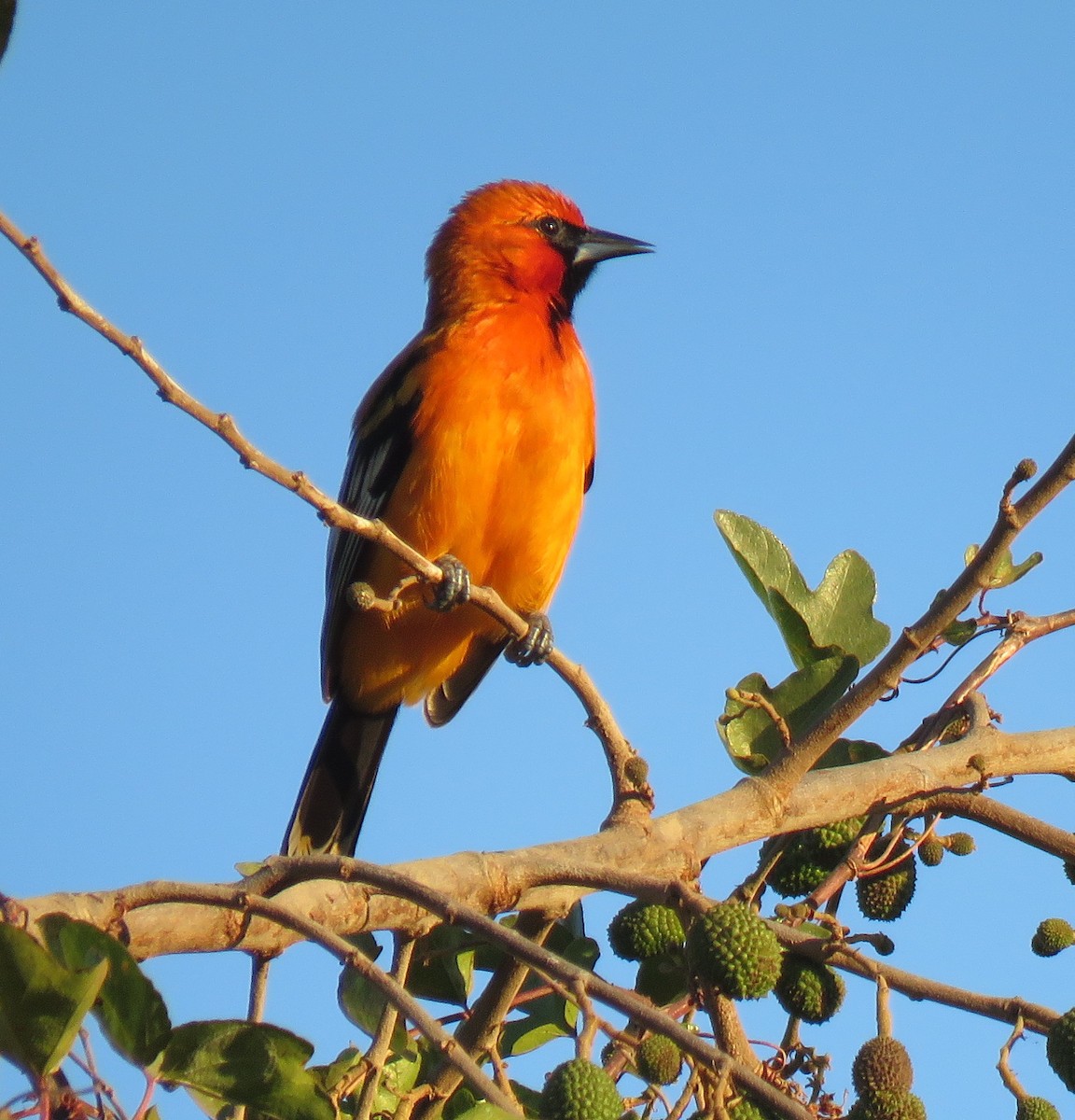 Streak-backed Oriole - ML139408151