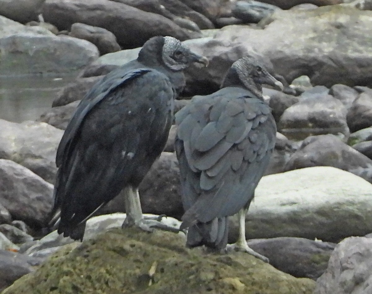 Black Vulture - Lauri Taylor