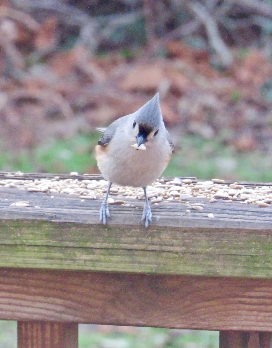 Tufted Titmouse - ML139412661