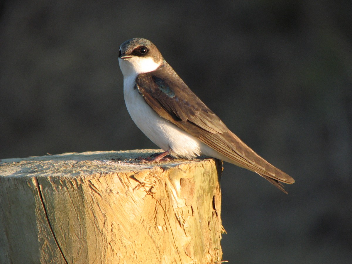 Tree Swallow - ML139414331