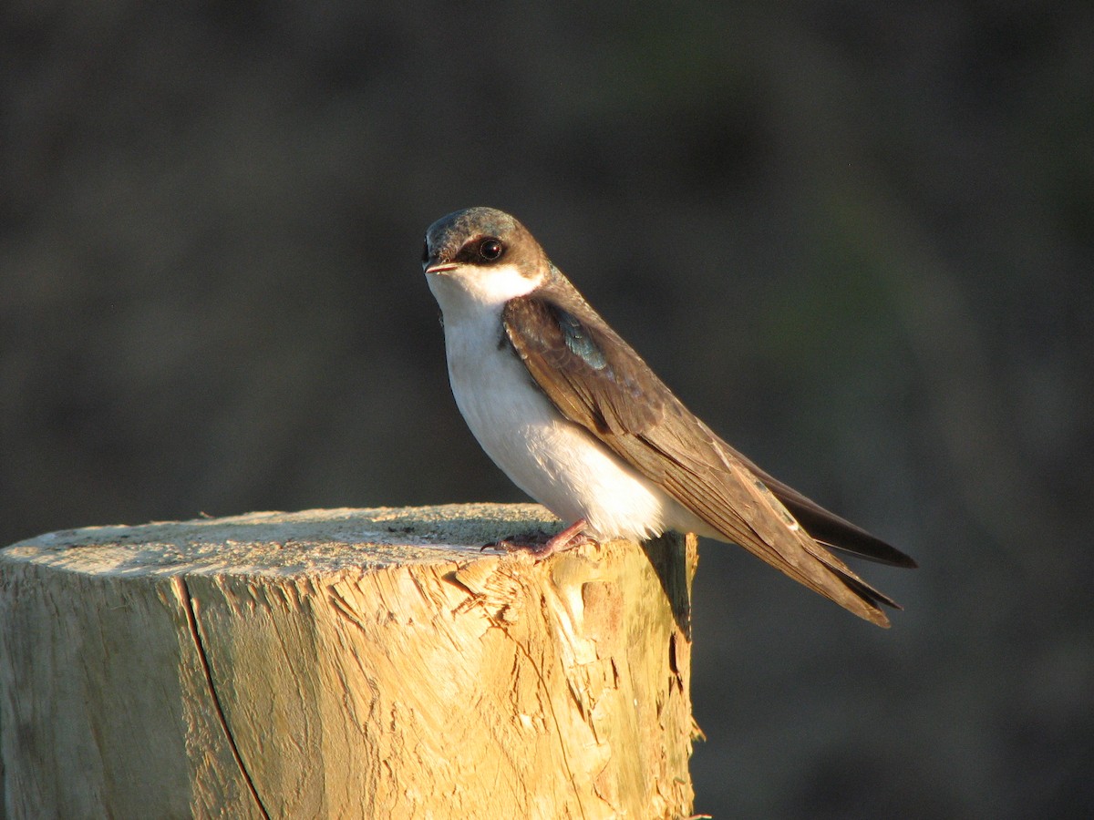 Tree Swallow - ML139414341