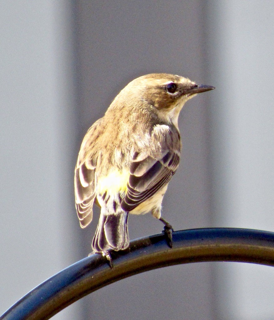 Yellow-rumped Warbler - ML139414751