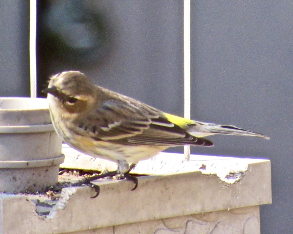 Yellow-rumped Warbler - Elizabeth Gordon