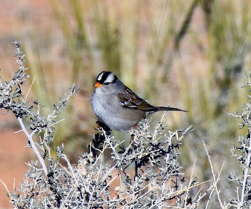 White-crowned Sparrow - ML139416161
