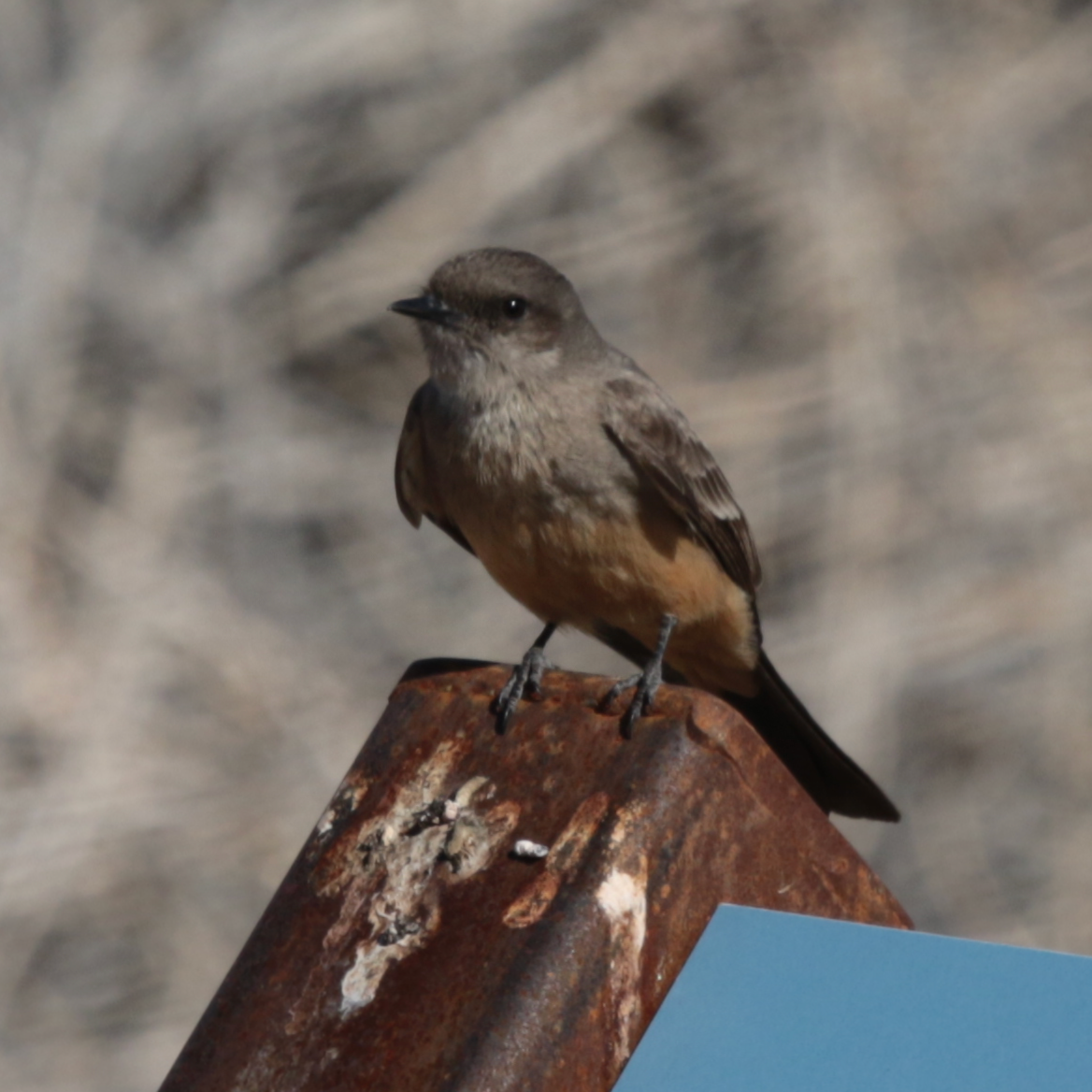 Say's Phoebe - ML139417331