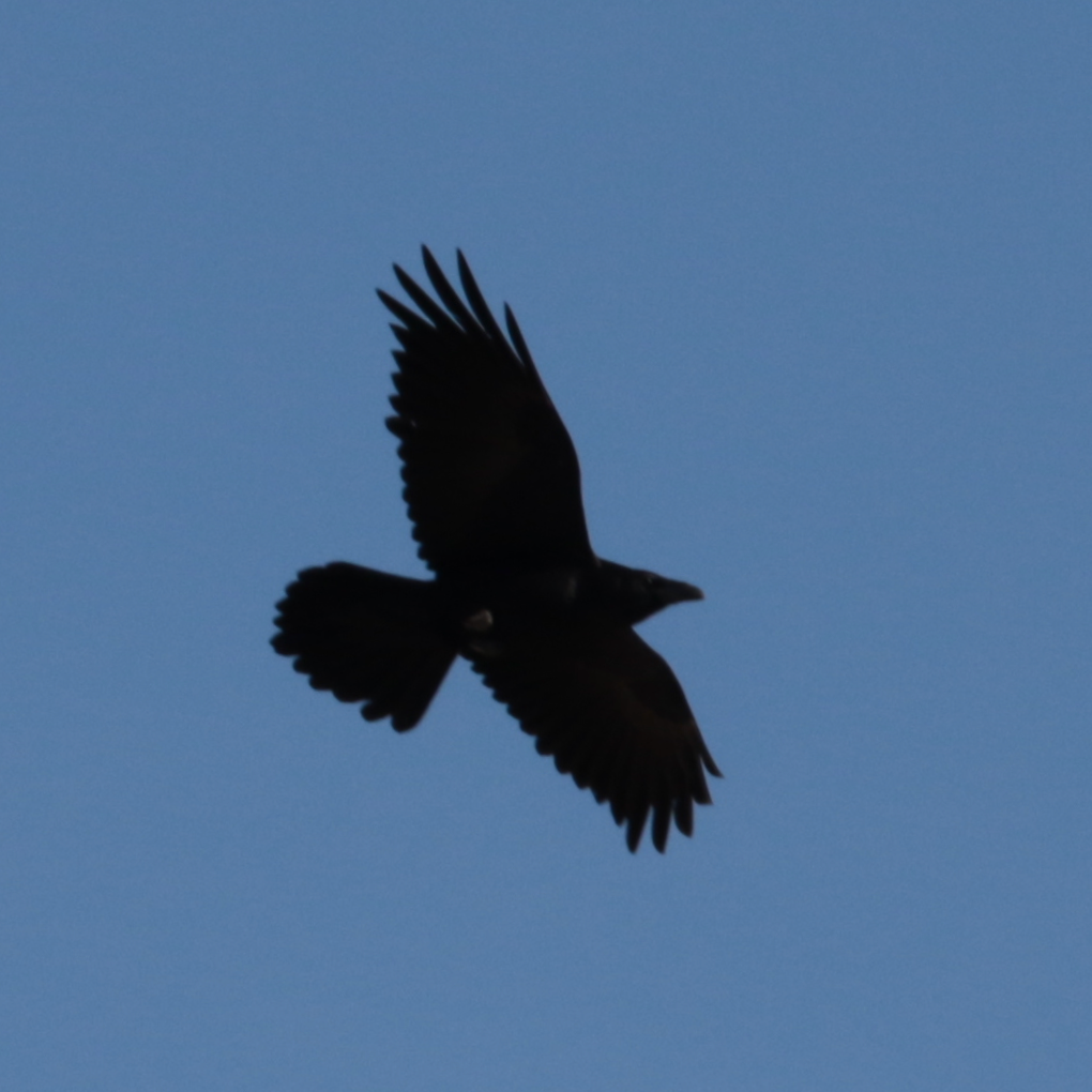 Common Raven - ML139417391