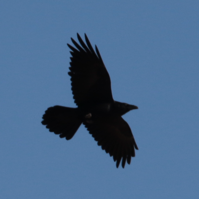 Common Raven - ML139417421