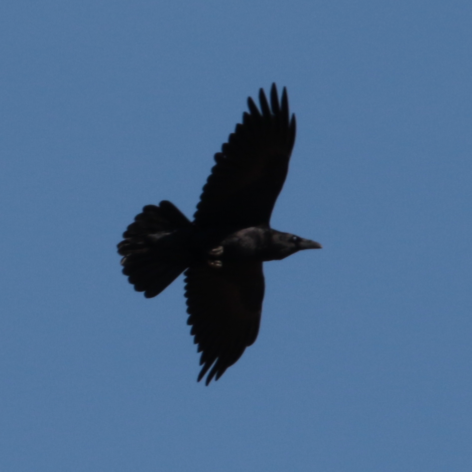 Common Raven - ML139417471