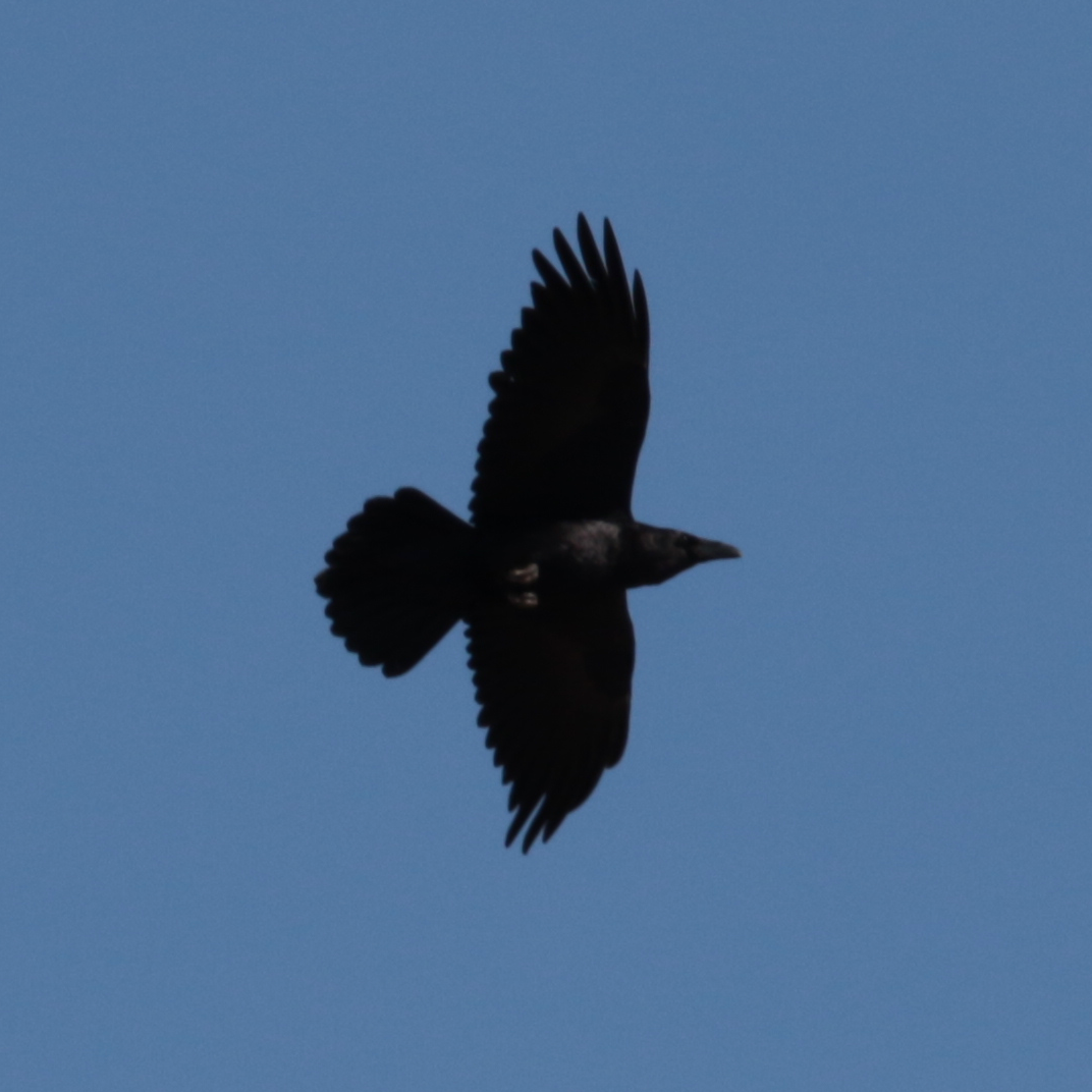 Common Raven - ML139417491