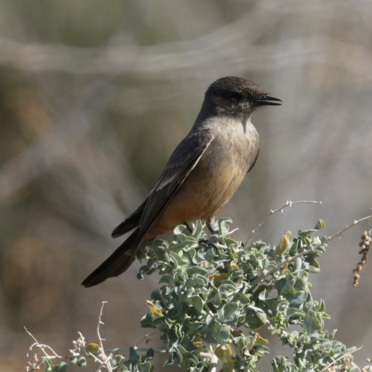 Say's Phoebe - ML139417621