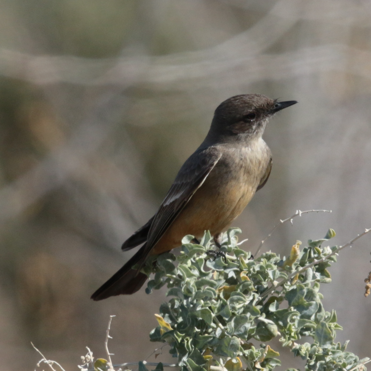 Say's Phoebe - ML139417631