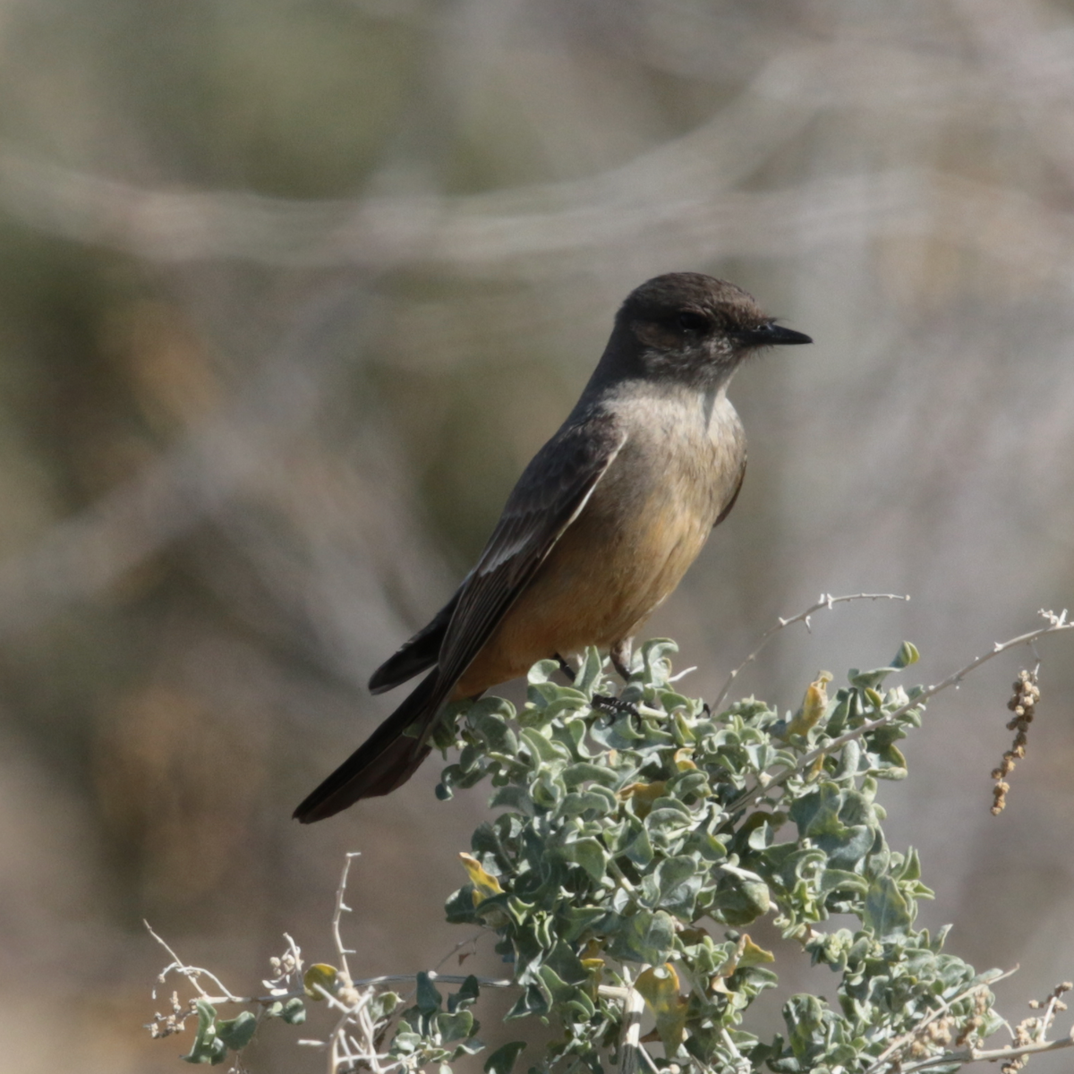 Say's Phoebe - ML139417641