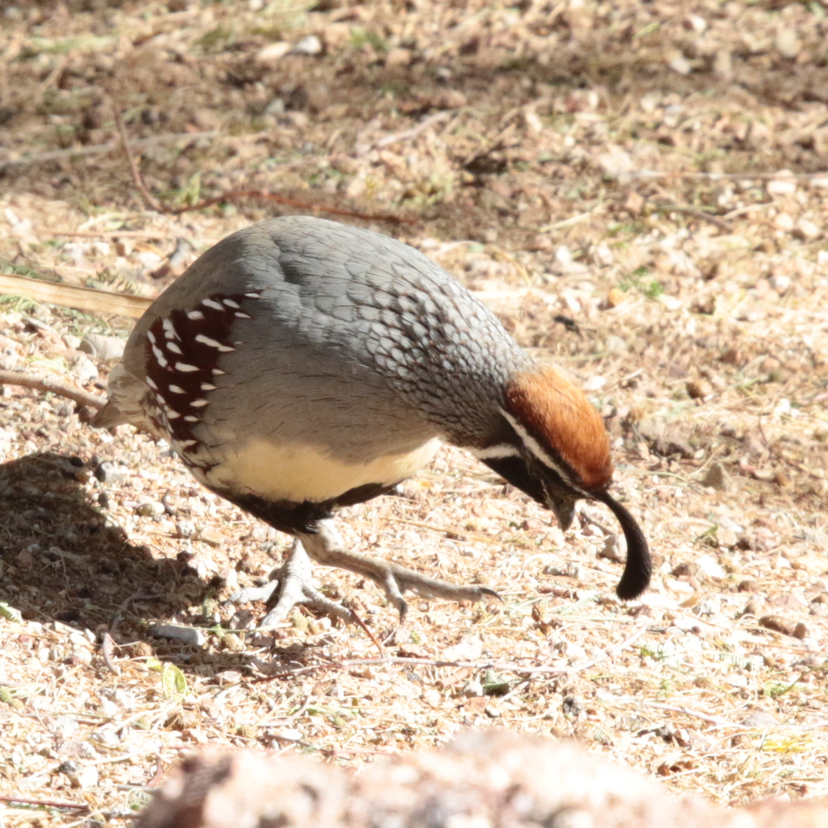 Gambel's Quail - ML139417671