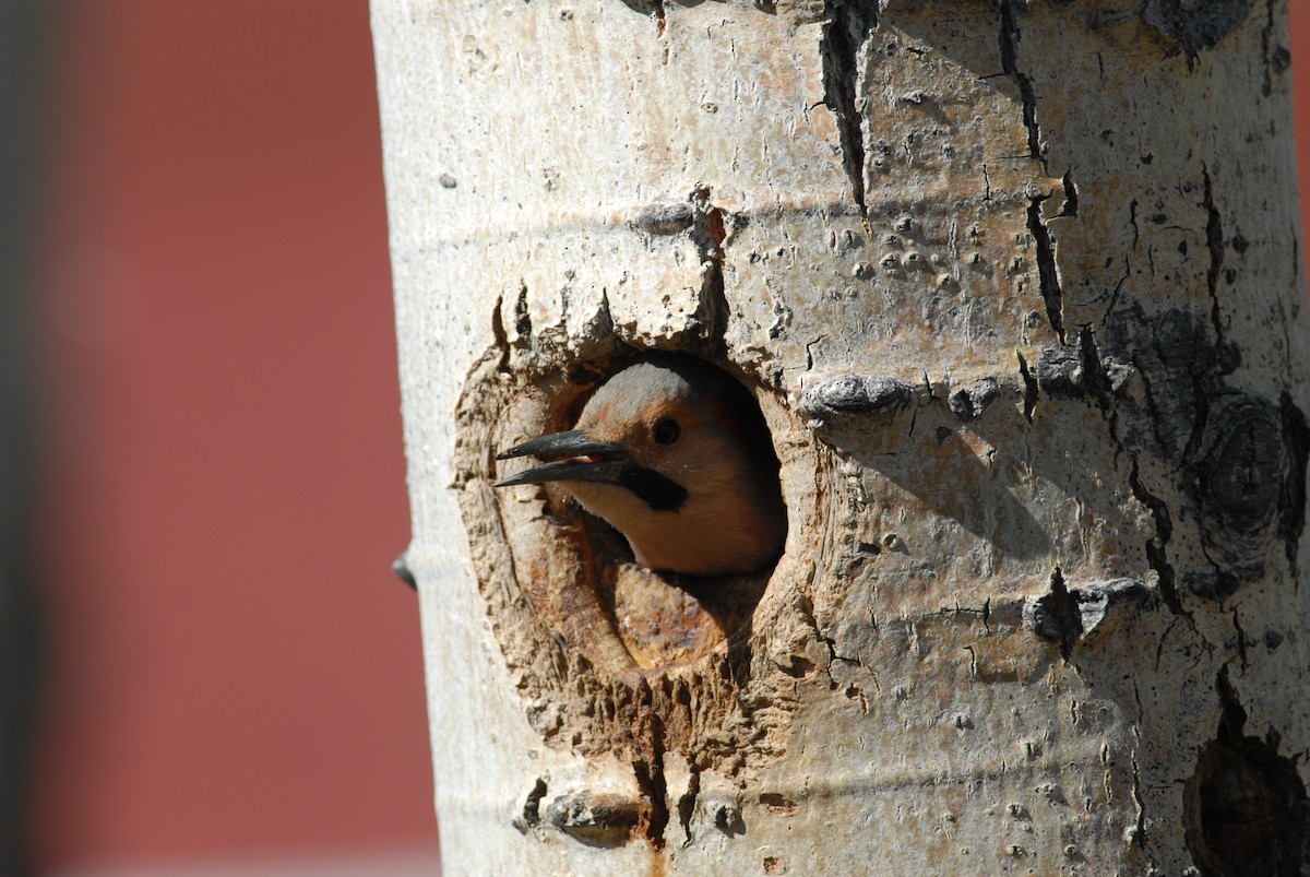 Northern Flicker (Yellow-shafted) - ML139418071