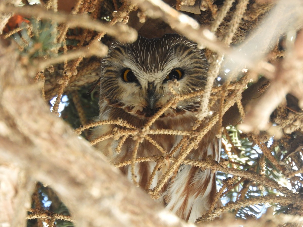 Northern Saw-whet Owl - ML139419851