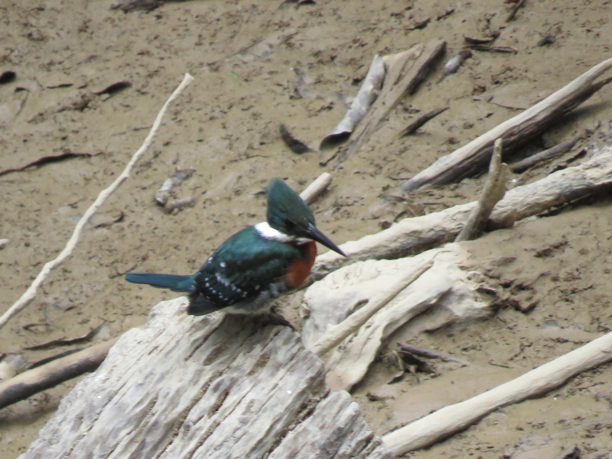 Green Kingfisher - ML139420101