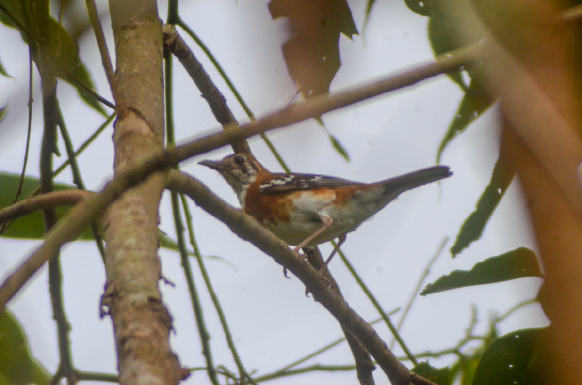 Orange-banded Thrush - Jafet Potenzo Lopes