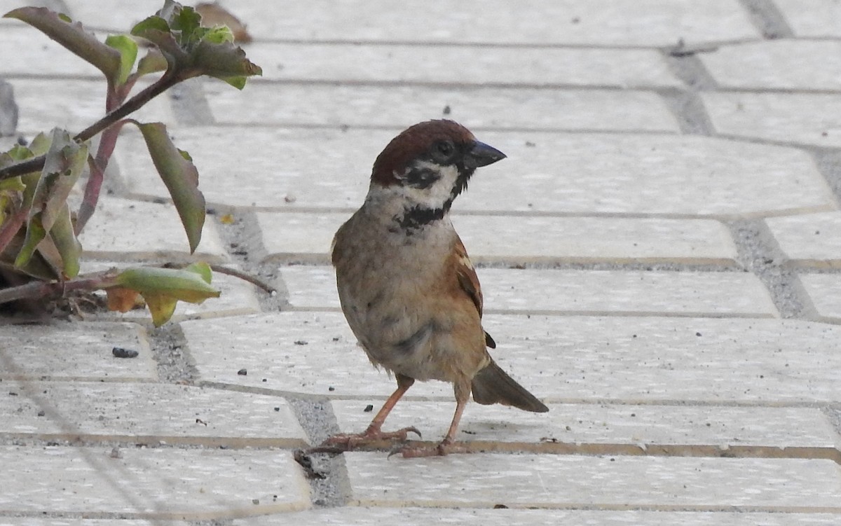 Eurasian Tree Sparrow - ML139421181