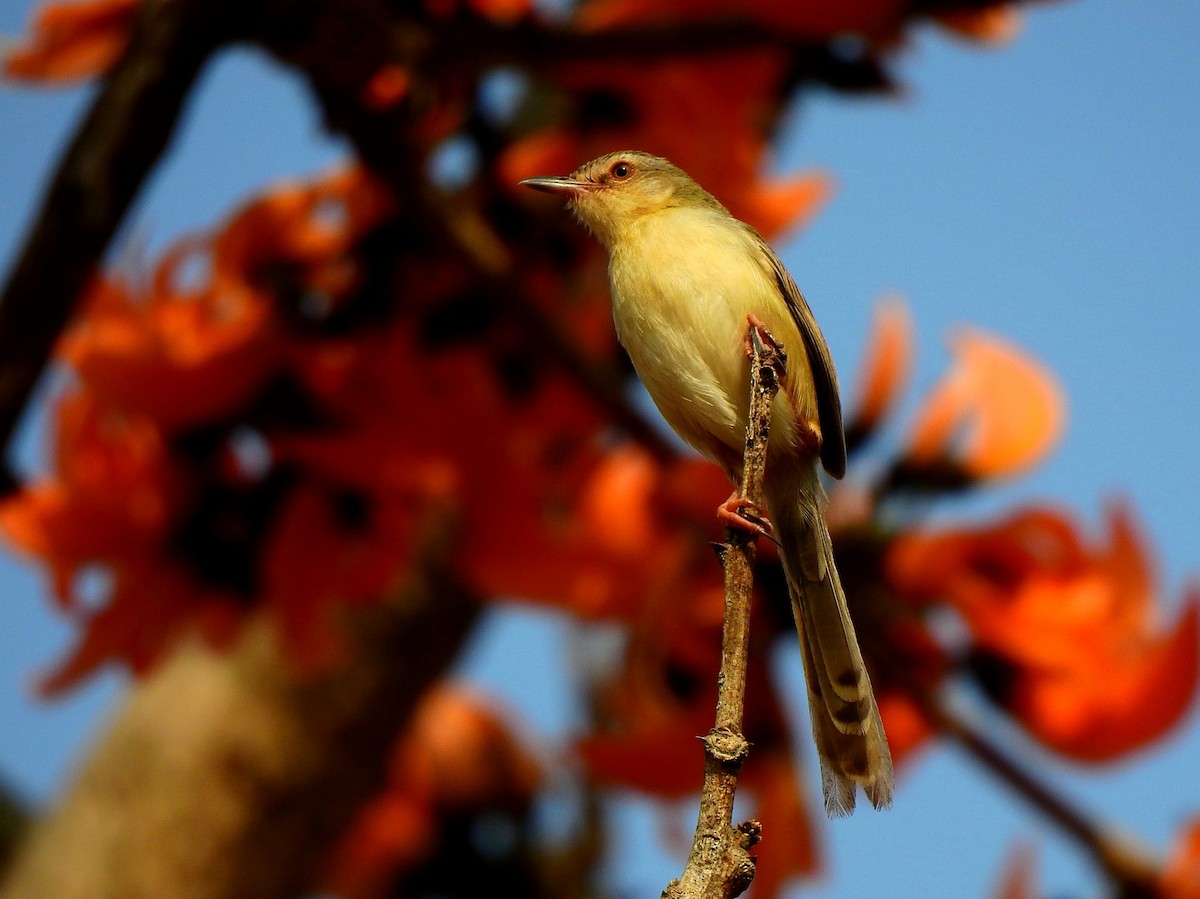 Prinia Sencilla - ML139421211