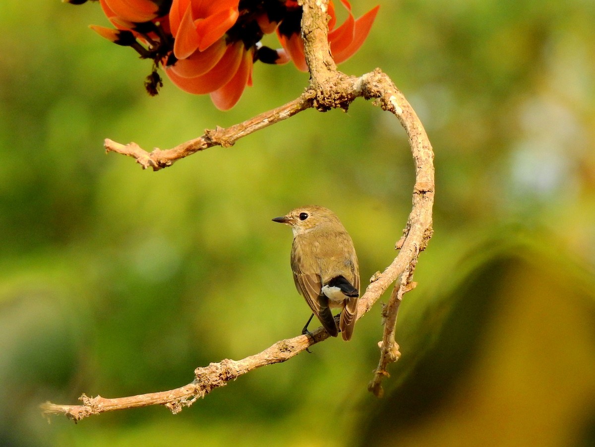 Taiga Flycatcher - ML139421261