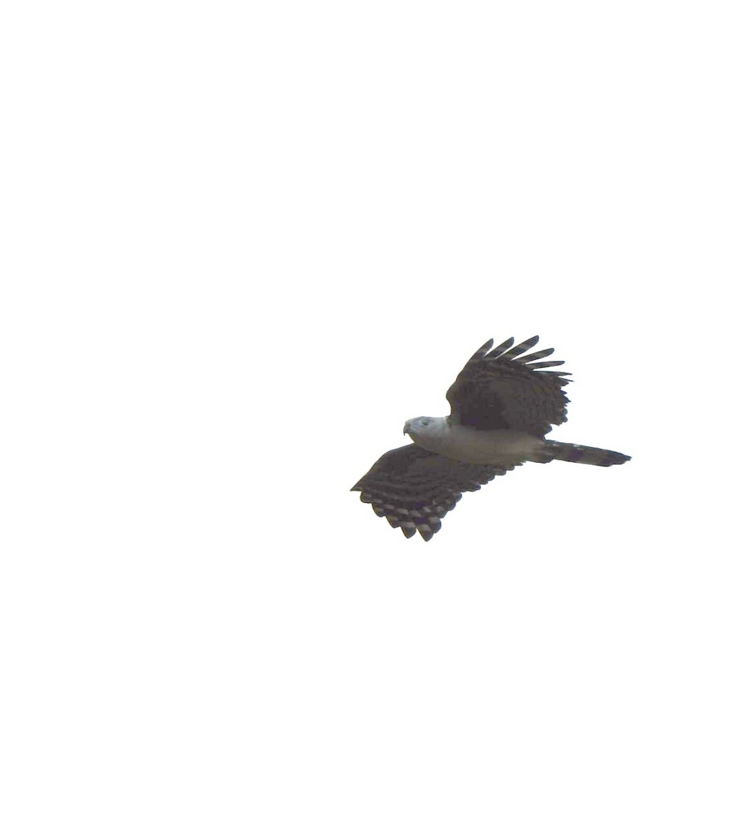 Gray-headed Kite - ML139421311