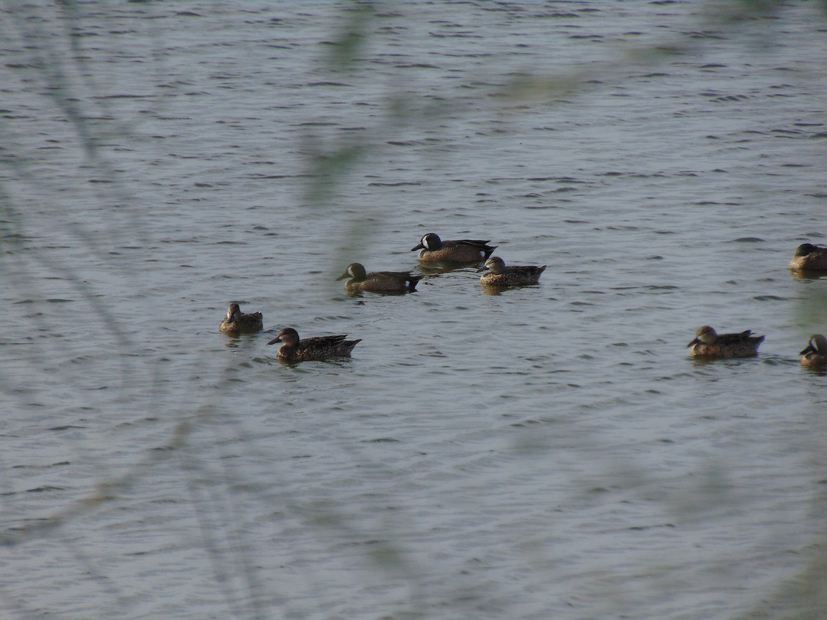 Blue-winged Teal - ML139422441