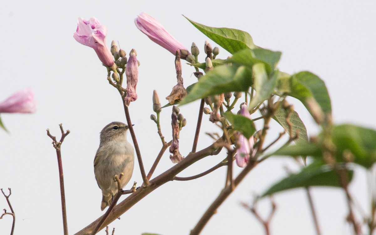 Booted Warbler - ML139423621